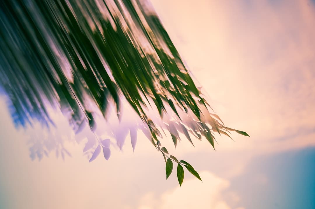 月球种菜是什么梗